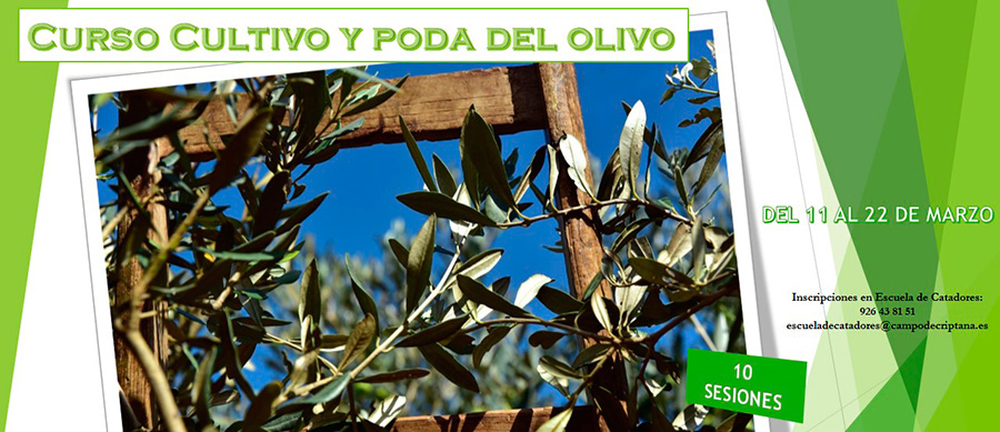 Curso de cultivo y poda del olivo